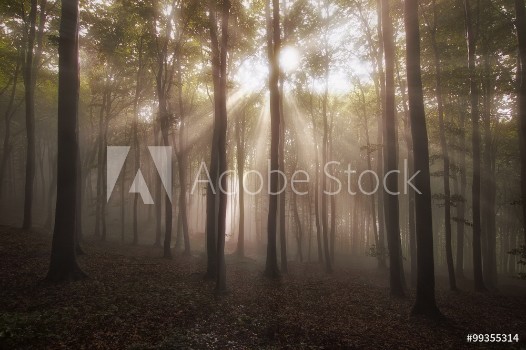 Picture of Sun rays in forest in the morning
